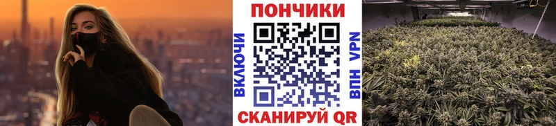 как найти наркотики  Краснообск  Каннабис индика 